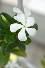 Fototapeta premium Close-up view of White madagascar periwinkle, The scientific name is Catharanthus roseus, White periwinkle flower closeup, Cape Periwinkle, Graveyard plant, Madagascar Periwinkle, Old Maid, closeup