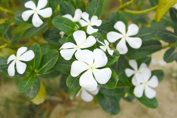 Close-up view of White madagascar periwinkle, The scientific name is Catharanthus roseus, White...