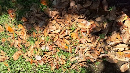Brown autumn leaves have fallen and cover the ground, creating a natural leaf litter texture on the forest floor, a carpet of dry, dead leaves
