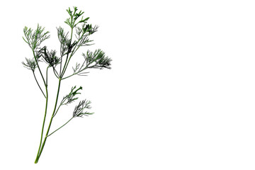 Naklejka premium Fresh dill on black background