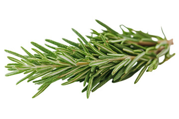 Fototapeta premium A sprig of fresh rosemary