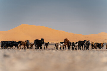 Herd Black Goats The