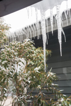 icicles and gum leaves