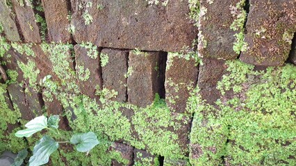 Old brickwork covered in green moss shows a textured surface and pattern, ideal as a mossy...