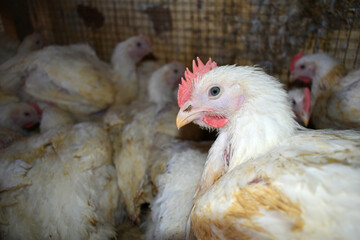 Layer farm, Group of healthy white chicken in poultry farm closeup, poultry, layer hens for eggs, poultry and livestock Chicken, Poultry farm with chicken, White chicken Farming feed in indoor housing