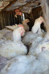 Layer farm, Group of healthy white chicken in poultry farm closeup, poultry, layer hens for eggs, poultry and livestock Chicken, Poultry farm with chicken, White chicken Farming feed in indoor housing