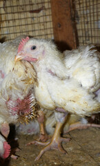 Layer farm, Group of healthy white chicken in poultry farm closeup, poultry, layer hens for eggs, poultry and livestock Chicken, Poultry farm with chicken, White chicken Farming feed in indoor housing
