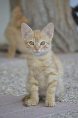 pequeño gato tigrado naranja