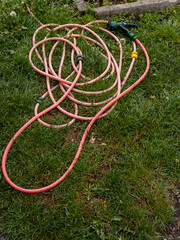 A pink garden hose laying on the grass in a yard