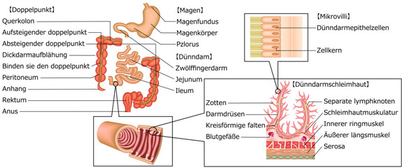 消化器　胃　十二指腸　小腸　大腸　イラスト　ドイツ語