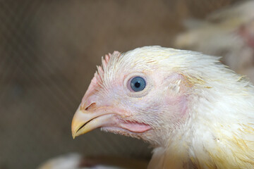 Closeup portrait of White hen at poultry farm, Layer farm, Group of healthy white chicken in poultry farm closeup, hen face closeup in farm, poultry, layer hens for eggs, poultry and livestock Chicken