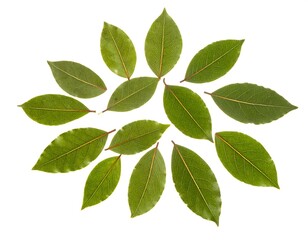 Fototapeta premium Green Leaves Circular Pattern on White Background