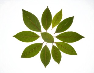 Circular Arrangement of Ten Green Leaves on White Background