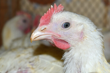 Closeup portrait of White hen at poultry farm, Layer farm, Group of healthy white chicken in poultry farm closeup, hen face closeup in farm, poultry, layer hens for eggs, poultry and livestock Chicken
