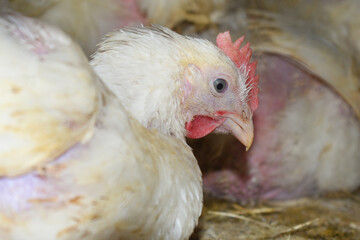 Closeup portrait of White hen at poultry farm, Layer farm, Group of healthy white chicken in poultry farm closeup, hen face closeup in farm, poultry, layer hens for eggs, poultry and livestock Chicken
