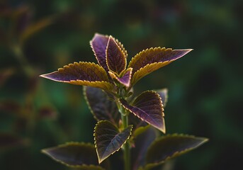 Rejuvenated perennial houseplants