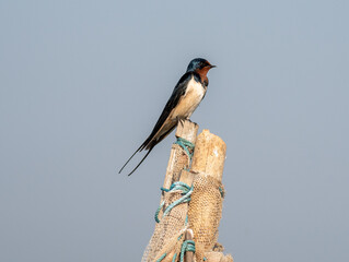 Barn swallow bird perched on a pole looking at surroundings.