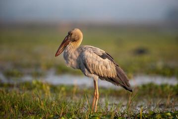 Asian open bill stork standing in the wetlands in its habitat. Close up, selective focus. 