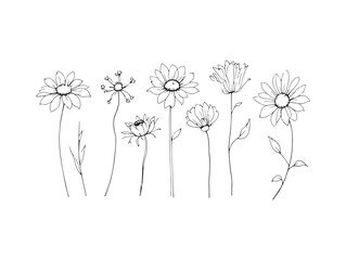 Stunning Monoline Wildflowers Line Art for Modern Nature Illustrations