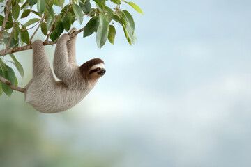 Obraz premium serene scene featuring sloth hanging lazily from tree branch surrounded by lush green foliage