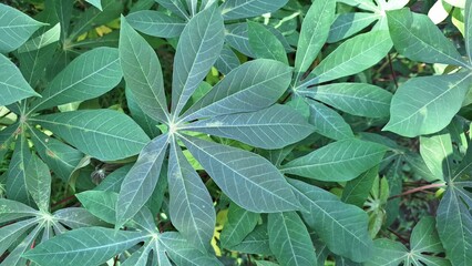 Tropical Cassava Leaf Canopy Detail: Close-Up of Vibrant Green Foliage Forming a Lush Natural Pattern, Excellent for Botanical and Organic Designs	