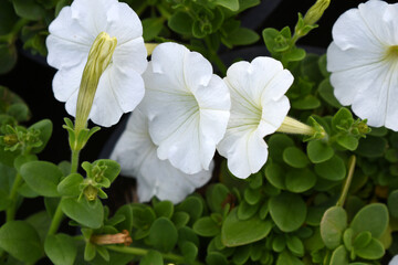 White petunias in the garden, Petunia, Close up of white Petunia flower in the garden, Petunia flower and blurred background, Background of white petunia flowers, spring flower Closeup.