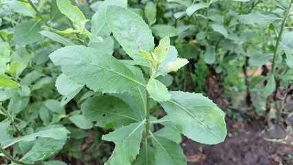 Green Indian Camphorweed Leaves Close-Up – Pluchea Indica Herbal Plant Used in Traditional Medicine and Aromatic Healing Remedies