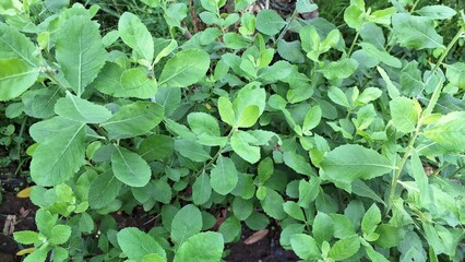 Pluchea Indica Leaf Texture Macro Shot – Aromatic Medicinal Herb for Natural Healing, Botanical Study, and Herbal Remedies Design