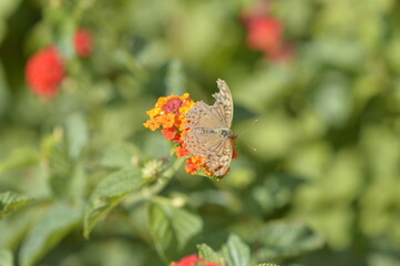 mariposa marrón o polilla