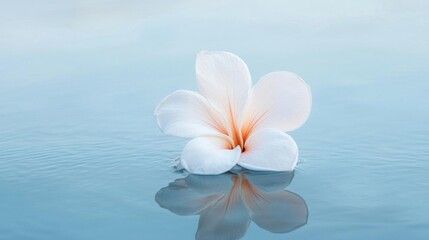 Photograph of a single white flower floating on the surface of a body of water. the flower is in the center of the image, with its petals spread out in a fan-like shape.