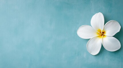 Flat lay of a single white frangipani flower on a light blue background. the flower has five petals, each with a yellow center, arranged in a symmetrical pattern.