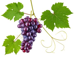 Fototapeta premium Red Grapes on Vine with Green Leaves