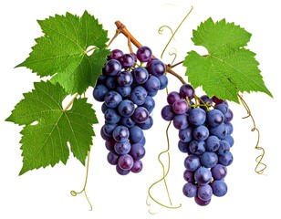 Fototapeta premium Ripe Dark Purple Grapes on the Vine