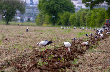 Tractor and stork image on ploughed agricultural land