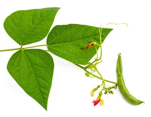 Green Bean Plant with Young Pod and Flowers