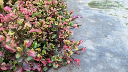 Multicolored Alternanthera Leaf Cluster Forming Dense Ornamental Ground Cover, Perfect for Landscape Design, Nature Wallpaper, and Decorative Print Assets