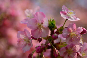The cherry blossoms have bloomed