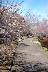 The cherry blossoms have bloomed