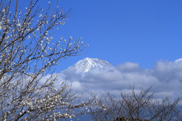 The cherry blossoms have bloomed