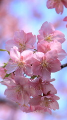 The cherry blossoms have bloomed