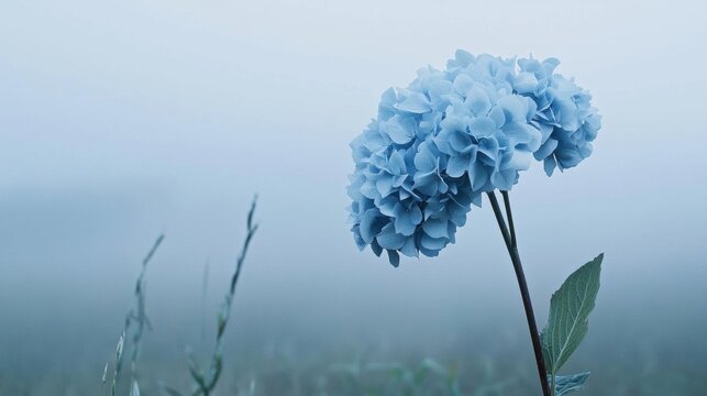 Close-up of a single blue hydrangea flower with a long stem and green leaves. the flower is in full bloom and its petals are a beautiful shade of blue.