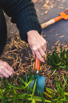 Senior woman gardening, clearing away weeds and digging up native pigface succulent