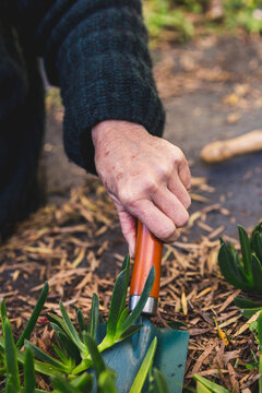 Close up of senior woman gardening, digging up native pigface succulent