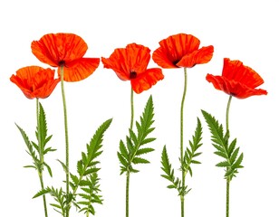 Naklejka premium Five Orange Poppies on White Background
