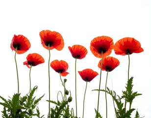Naklejka premium Red Poppies Against White Background