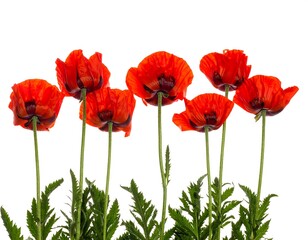 Naklejka premium Vibrant Red Poppies on White Background