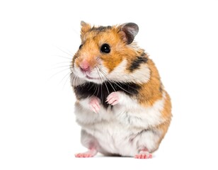 Cute Hamster Sitting on Hind Legs Against White Background