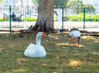 Geese walking on grass in an urban park with trees
