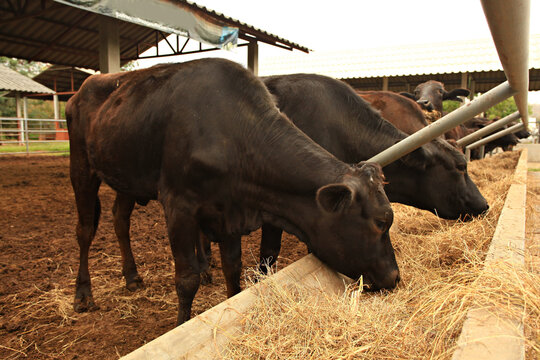 Black Tajima cattle cow in Phu Phan Royal Development Study Center at Sakon Nakhon Province, Thailand