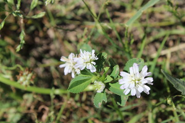 Reversed clover or the Trifolium resupinatum